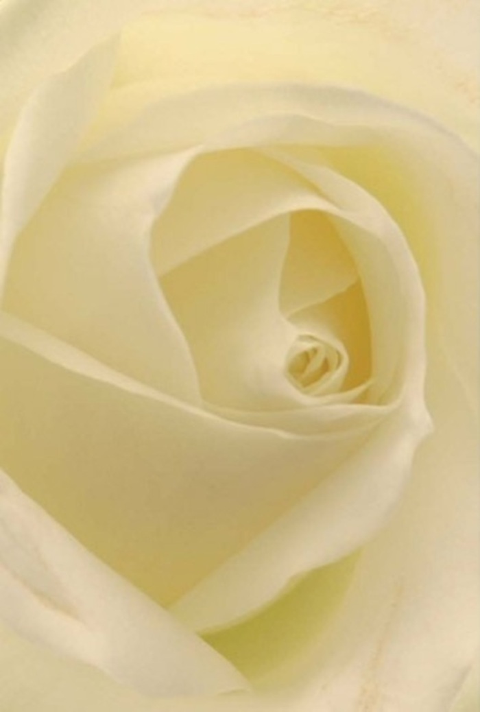 Up close, this classic cream-white rose seems to capture the very spirit of Uxbridge's tranquil character and gentle landscapes. Layers of delicately folded petals, smooth as satin and radiant in their interplay of white and pale gold, draw the eye towards the bloom's spiraled heart. Subtle luminosity-like early sunlight over green spaces such as Fassnidge Park-flows through each fragile layer, enhancing the flower's softness and quiet depth. The composition's sophisticated stillness alludes to those rare moments of reflection found in the lanes around Uxbridge's historic core or in the hush of St. Margaret's Church. For a florist in Uxbridge, this blossom offers versatile grace-it might serve as a romance-laden centrepiece at a wedding reception, a sincere apology delivered with care on High Street, or a solemn tribute for a family commemoration. Its flawless arrangement and nuanced shades speak to purity, durability, and the comfort of heartfelt intentions. Even in the imagined scent-clean, calm, and gently sweet-it reassures with an air of unspoken support and beauty. This rose reflects not just nature's perfection but the genuine artistry and local empathy with which every floral composition is created in Uxbridge.